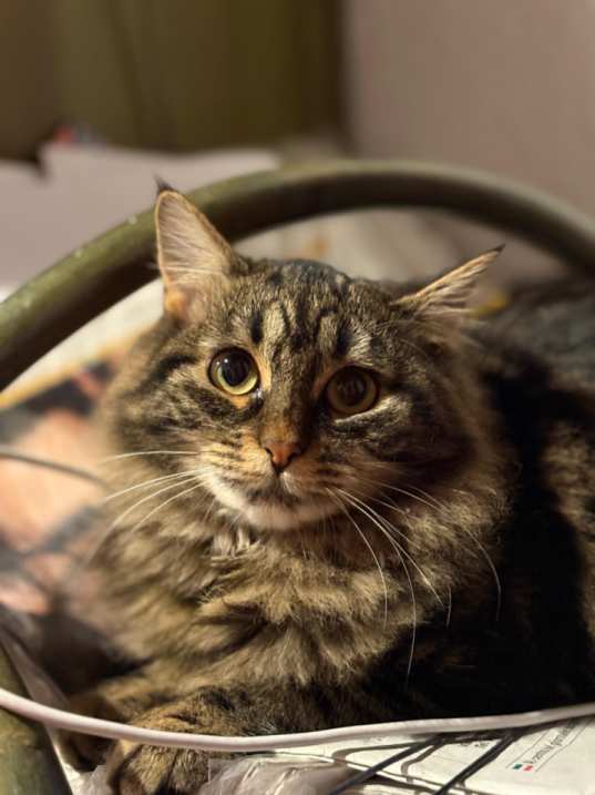 foto di Briciola: un Gatto di colore Tigrato