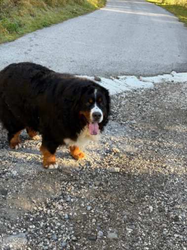 foto di Burz: un Cane di colore Bianco, Marrone, Nero