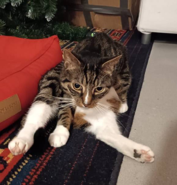foto di Felek: un Gatto di colore Tigrato E Bianco