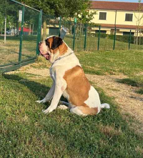 foto di Marte: un Cane di colore Bianco E Marrone