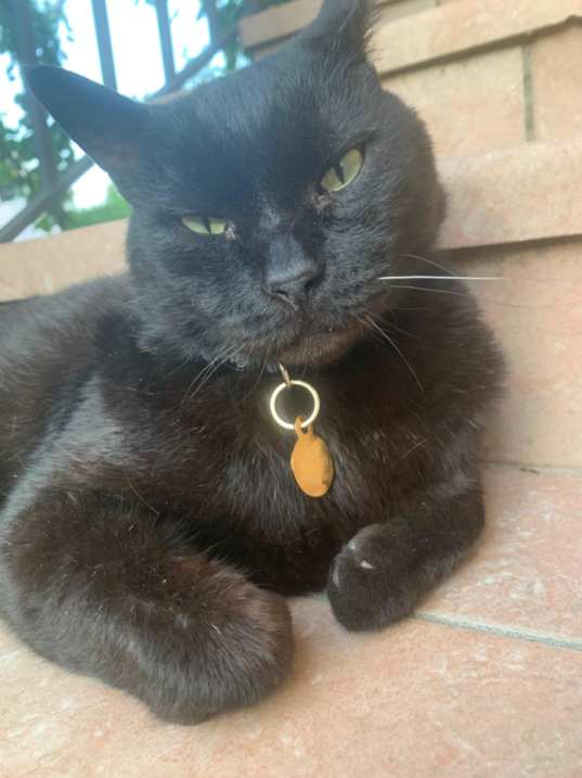 foto di Maurice Ravel: un Gatto di colore Nero