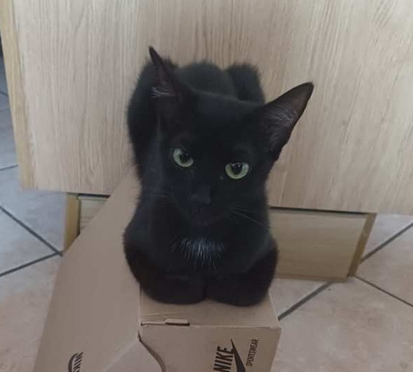 foto di Willow: un Gatto di colore Nero