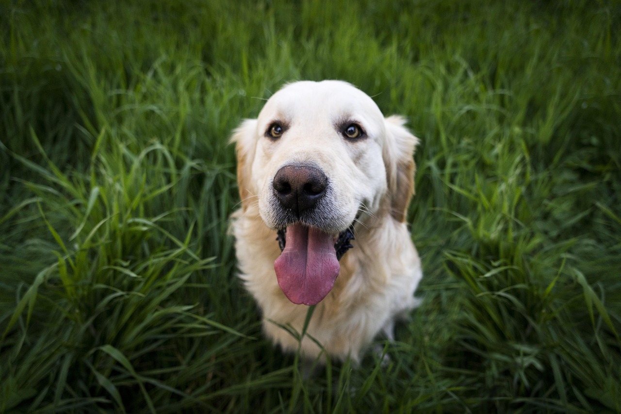 Foto di un labrador con il pelo bianco e la lingua in fuori