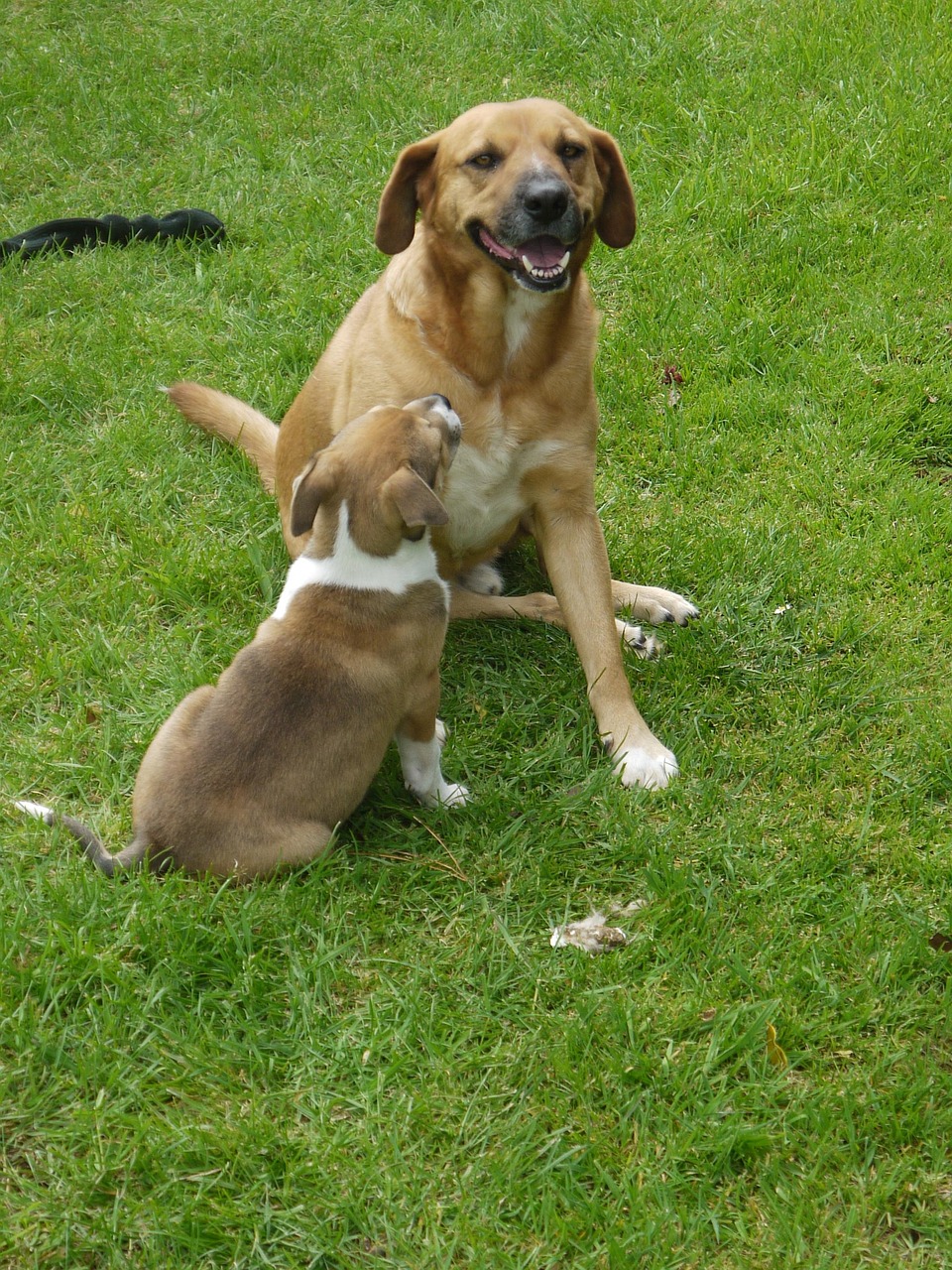Foto di due cani che giocano