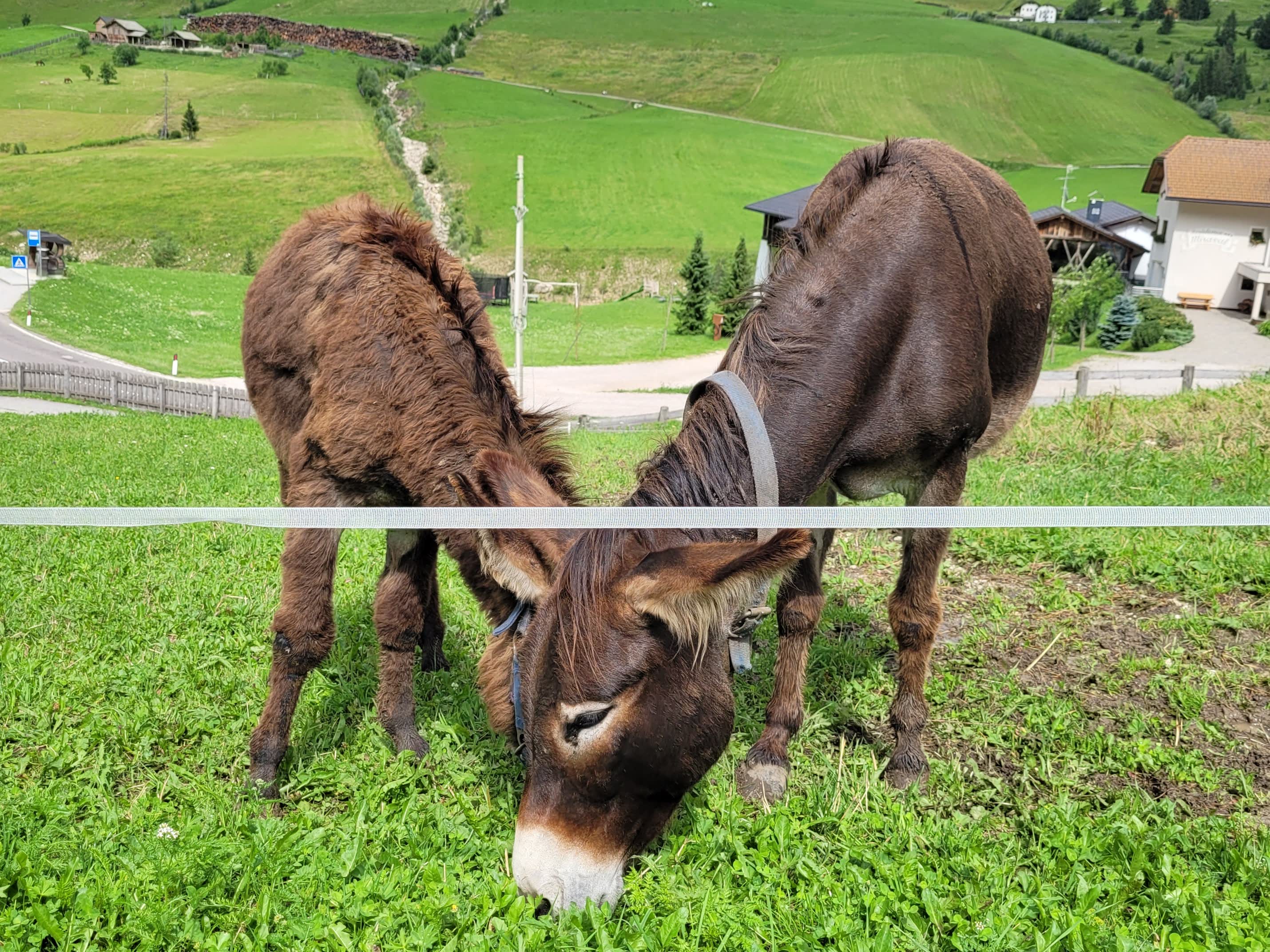 Due asini che mangiano l'erba