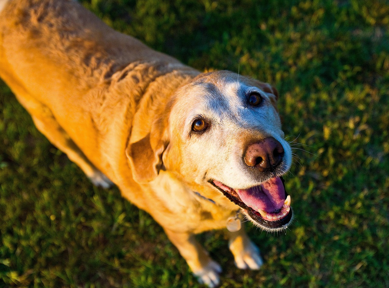 cane maschio Dorato di razza Labrador Retriever. Età: 3 anni e 6 mesi, peso: 28.5 kg