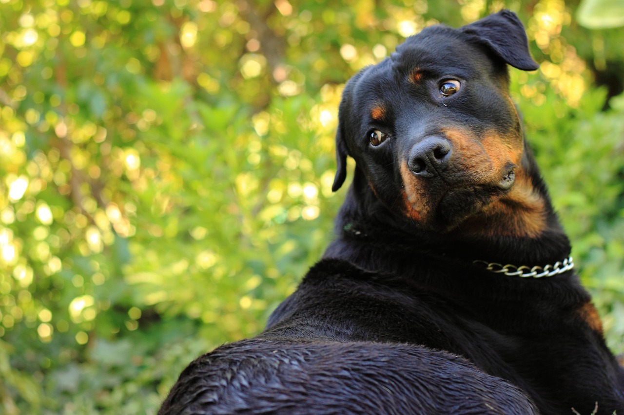 cane maschio Nero/Marrone di razza Rottweiler. Età: 7 anni e 6 mesi, peso: 45 kg