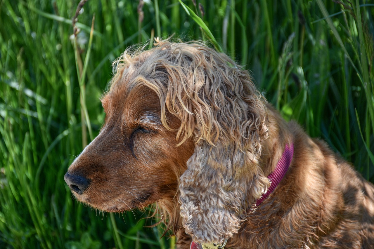 cane femmina Marrone di razza Cocker Spaniel. Età: 4 anni e 6 mesi, peso: 27 kg