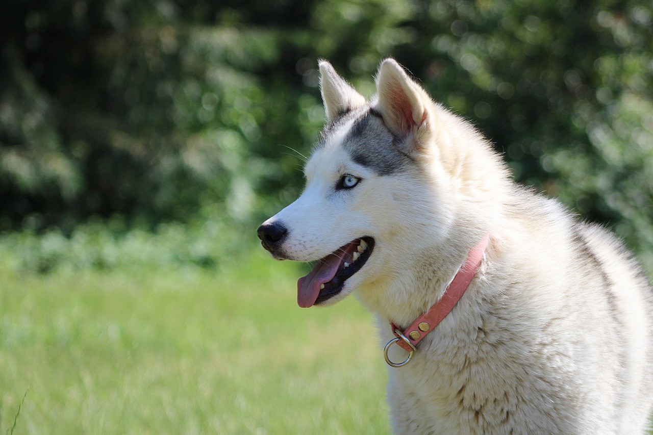 cane maschio Grigio/Bianco di razza Husky Siberiano. Età: 6 anni, peso: 35 kg