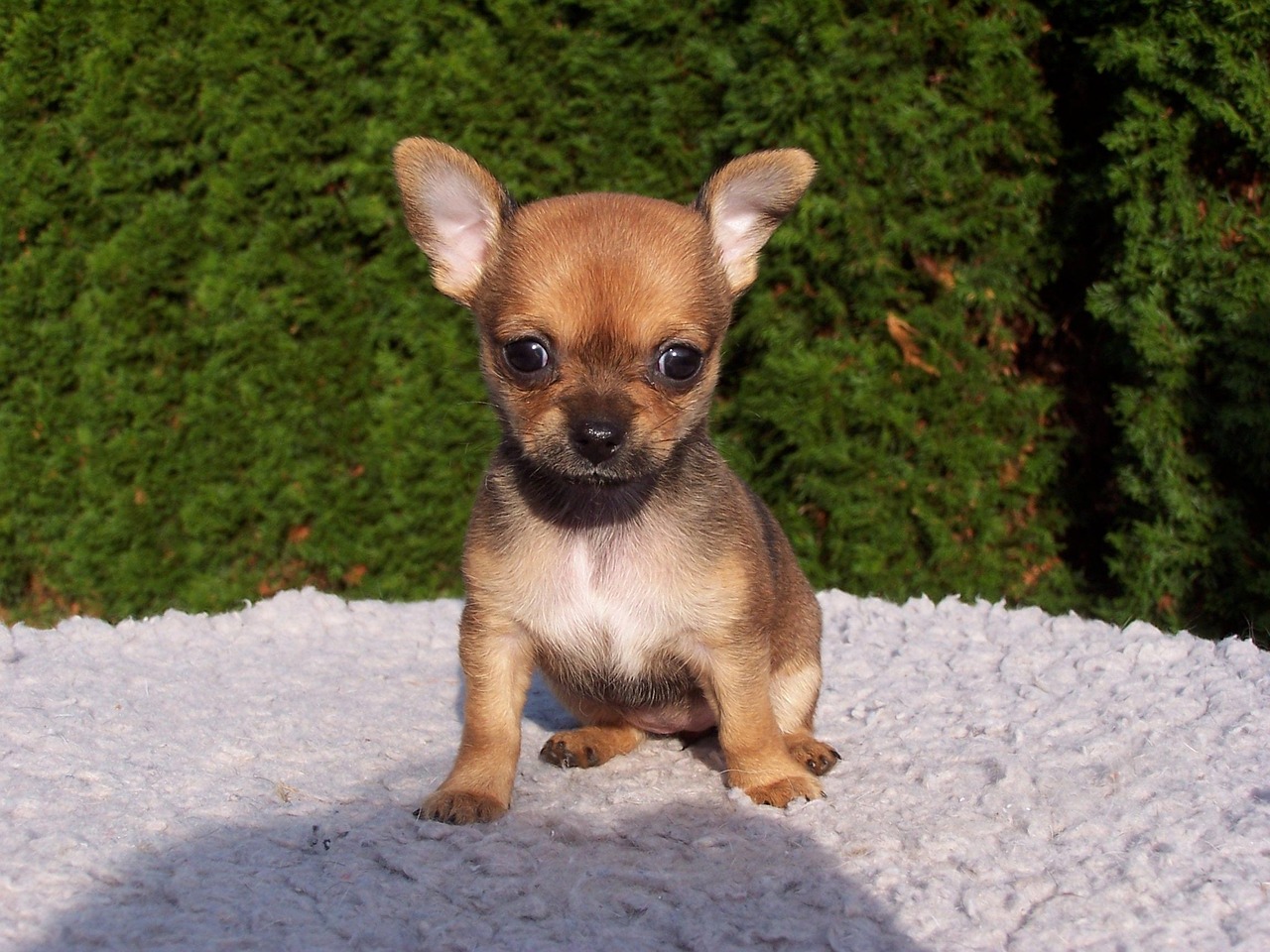 cane femmina Marrone di razza Chihuahua. Età: 6 mesi, peso: 3.5 kg