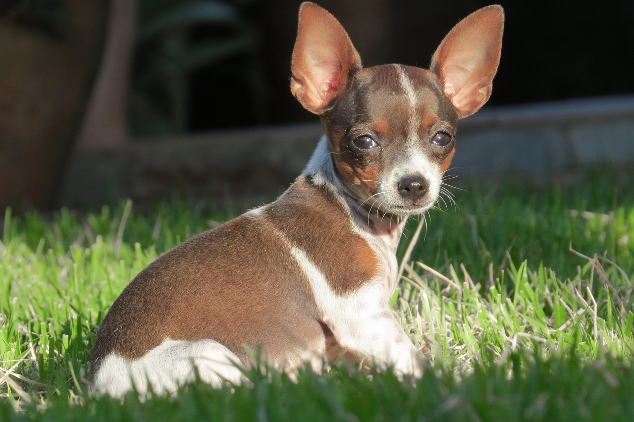 cane maschio Bianco/Nero di razza Meticcio. Età: 1 anno e 6 mesi, peso: 5.6 kg