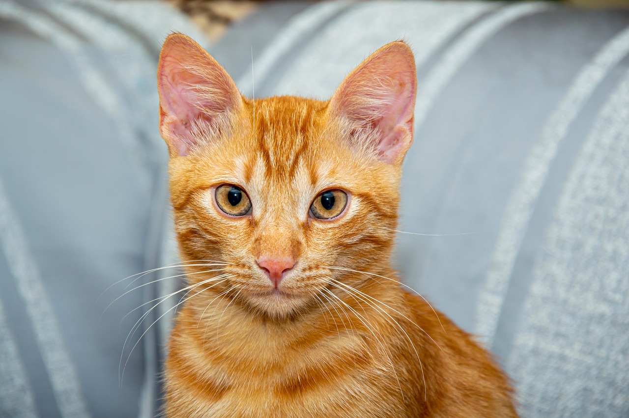 gatto maschio Arancione di razza Europeo. Età: 3 anni, peso: 5.2 kg