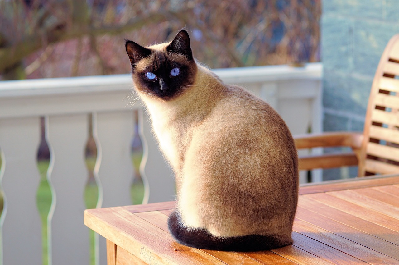 gatto maschio Seal Point di razza Siamese. Età: 2 anni, peso: 4.2 kg
