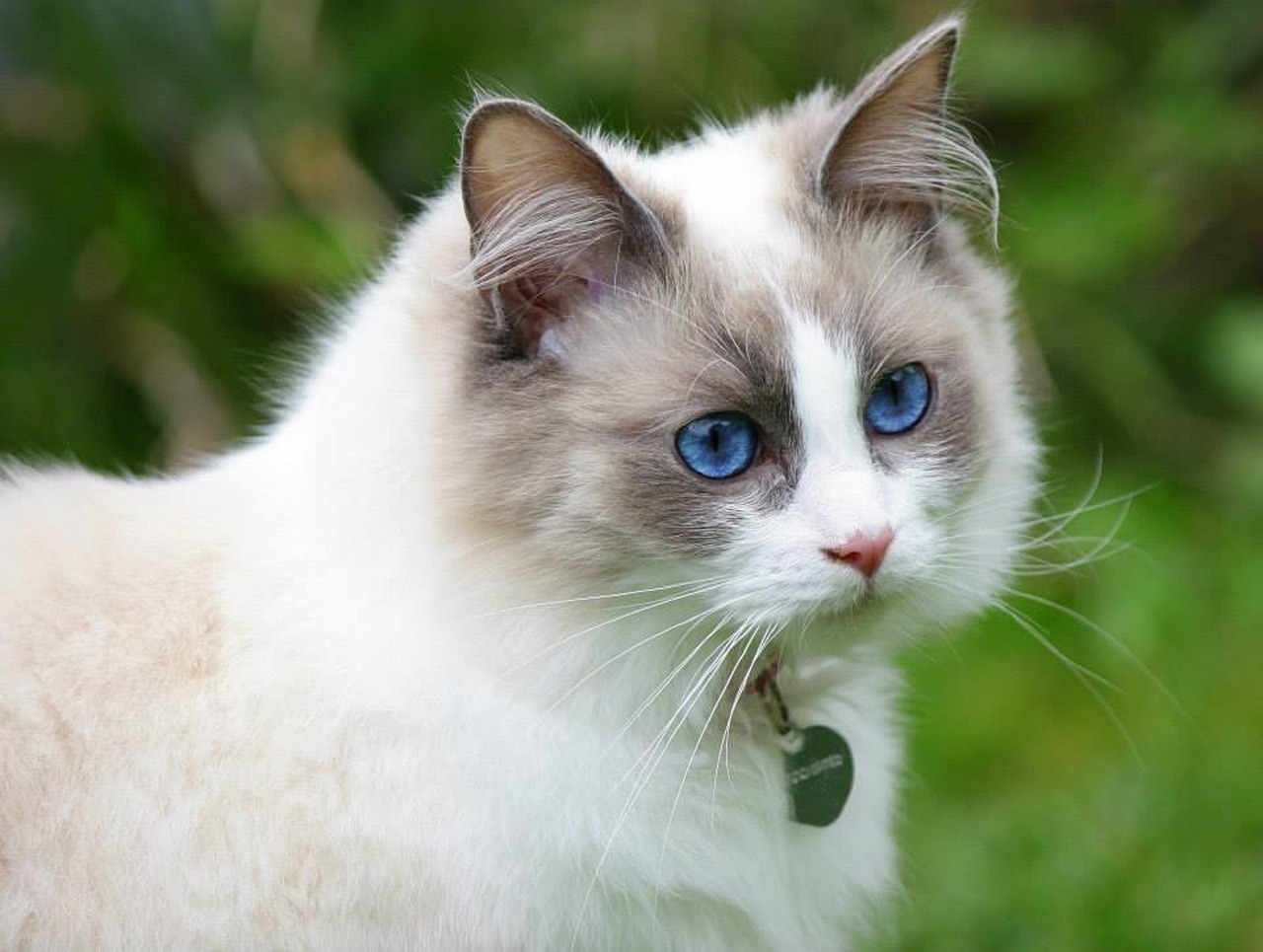 gatto femmina Crema di razza Ragdoll. Età: 2 anni e 6 mesi, peso: 5 kg