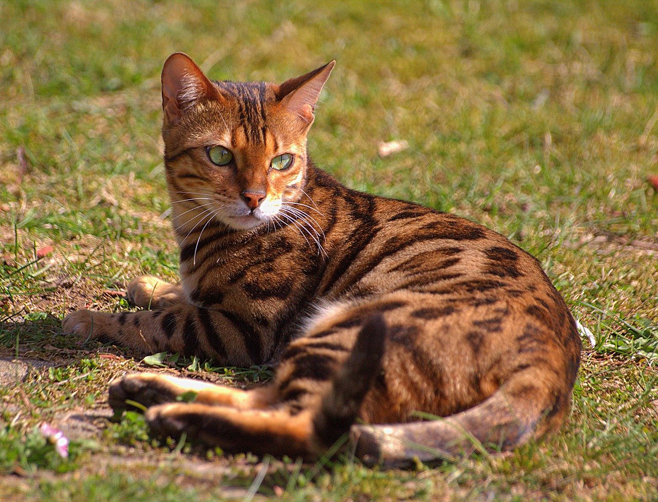 gatto femmina Spotted di razza Bengala. Età: 3 anni, peso: 3.8 kg