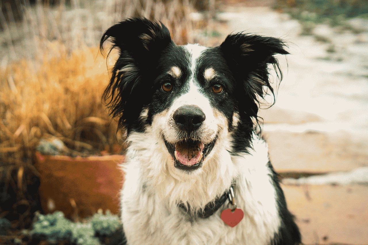 Cane di taglia media di 3 anni