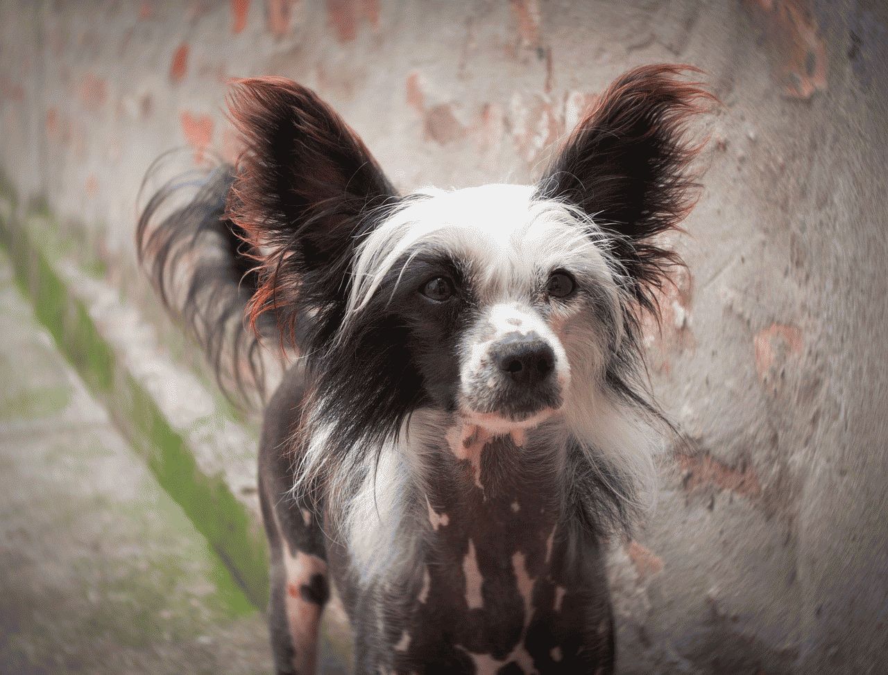 Cane di taglia piccola di 2 anni