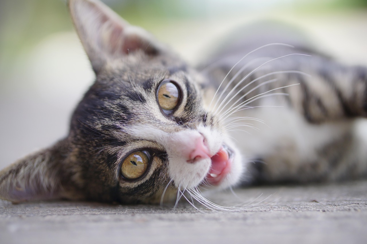 Gatto di 8 mesi