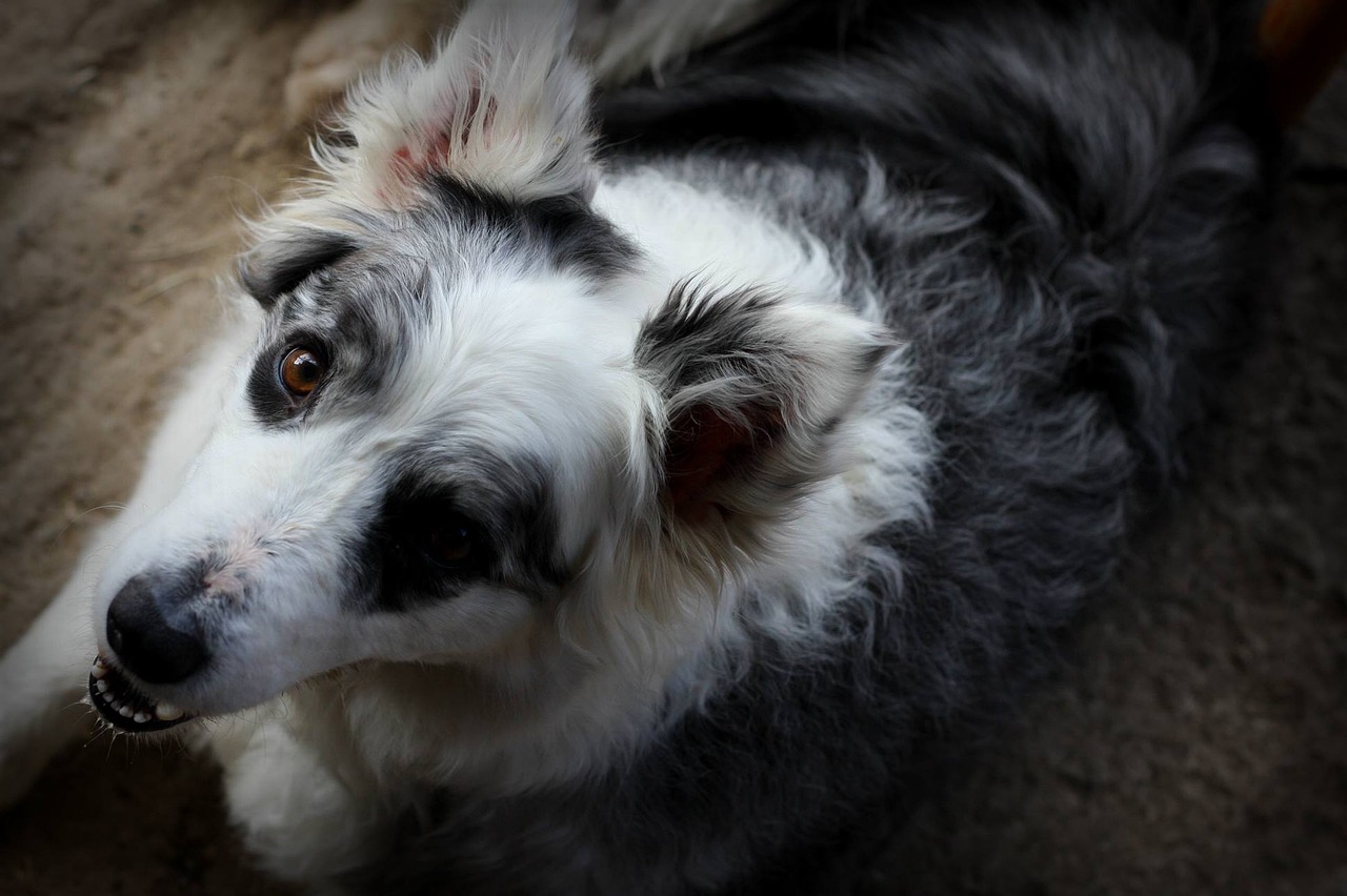 Cane di taglia media di 7 anni