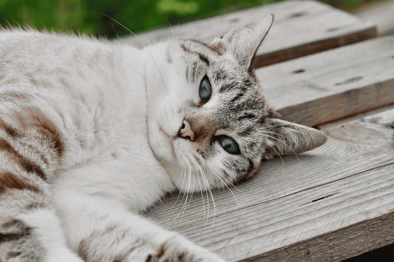Gatto di 6 anni