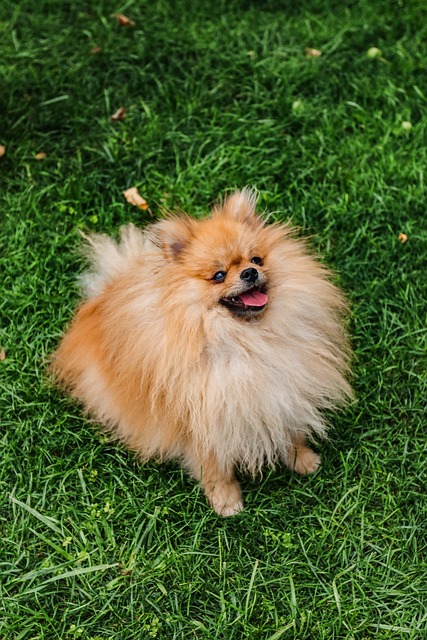 Cane di taglia piccola di 4 anni