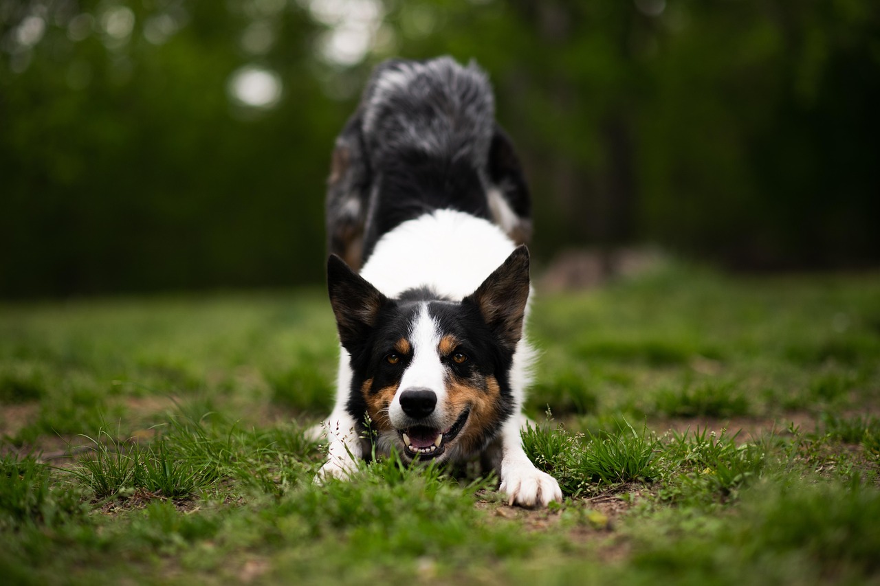 Cane di taglia media di 2 anni