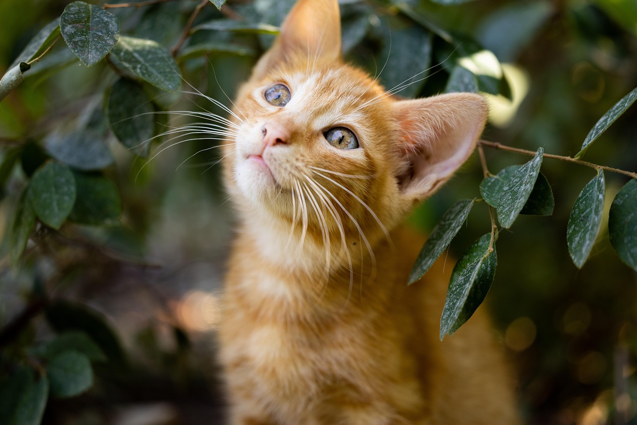 Gatto di 1 anno