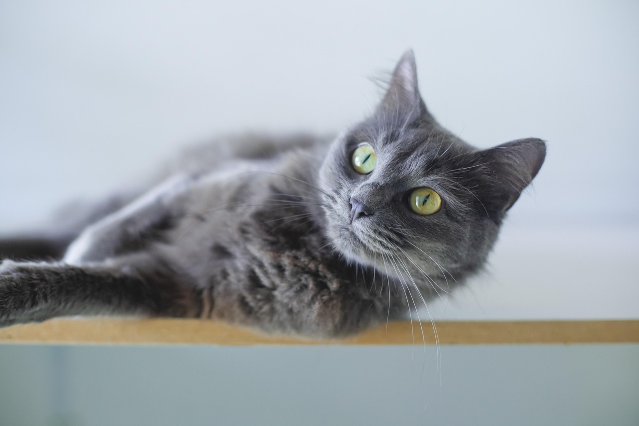 Gatto di 4 anni