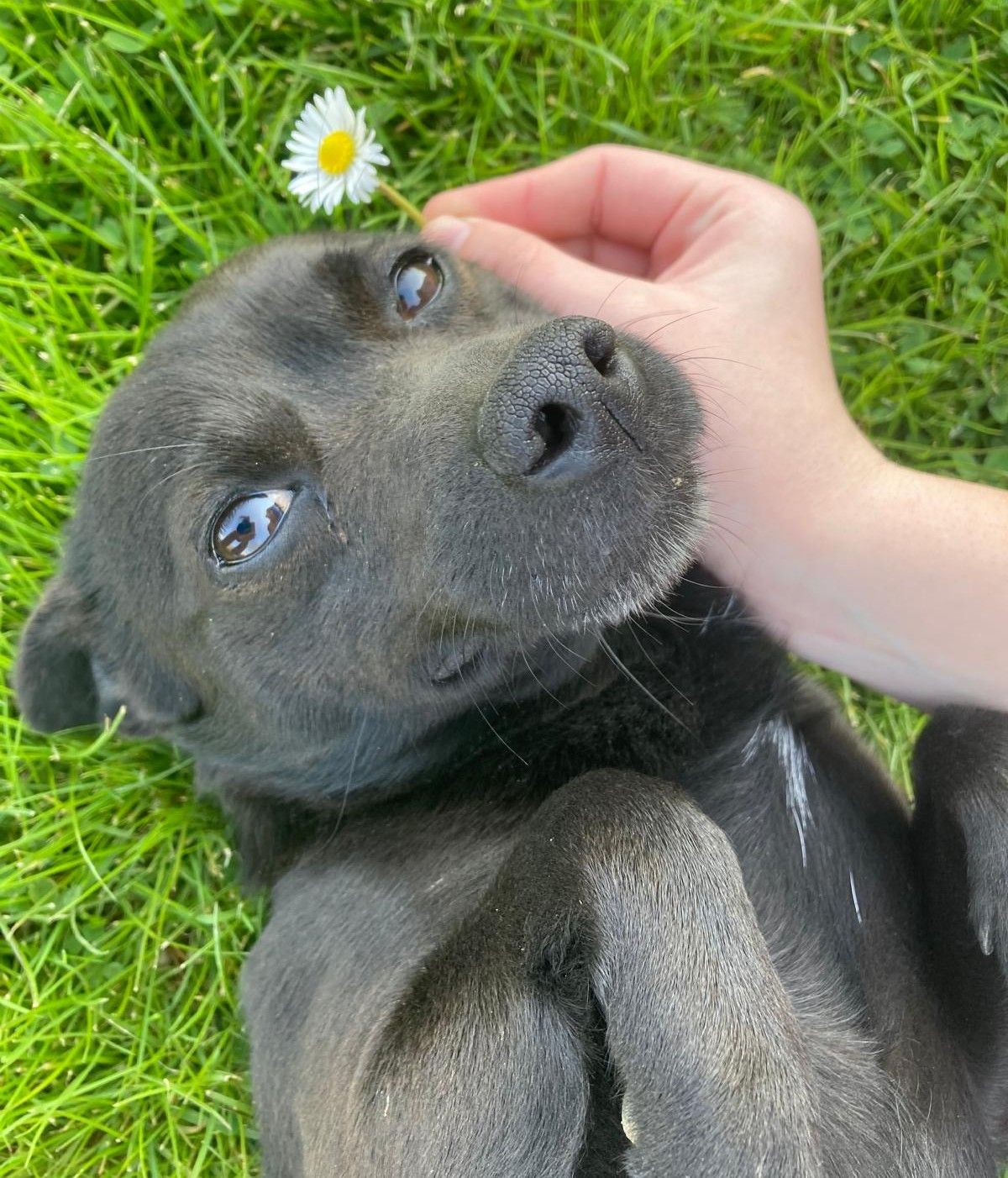 Cane di taglia piccola di 9 anni