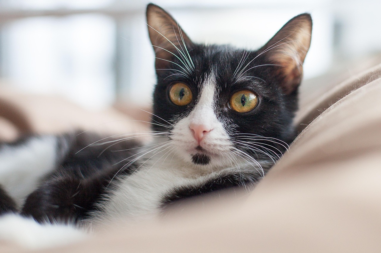 Gatto di 4 anni
