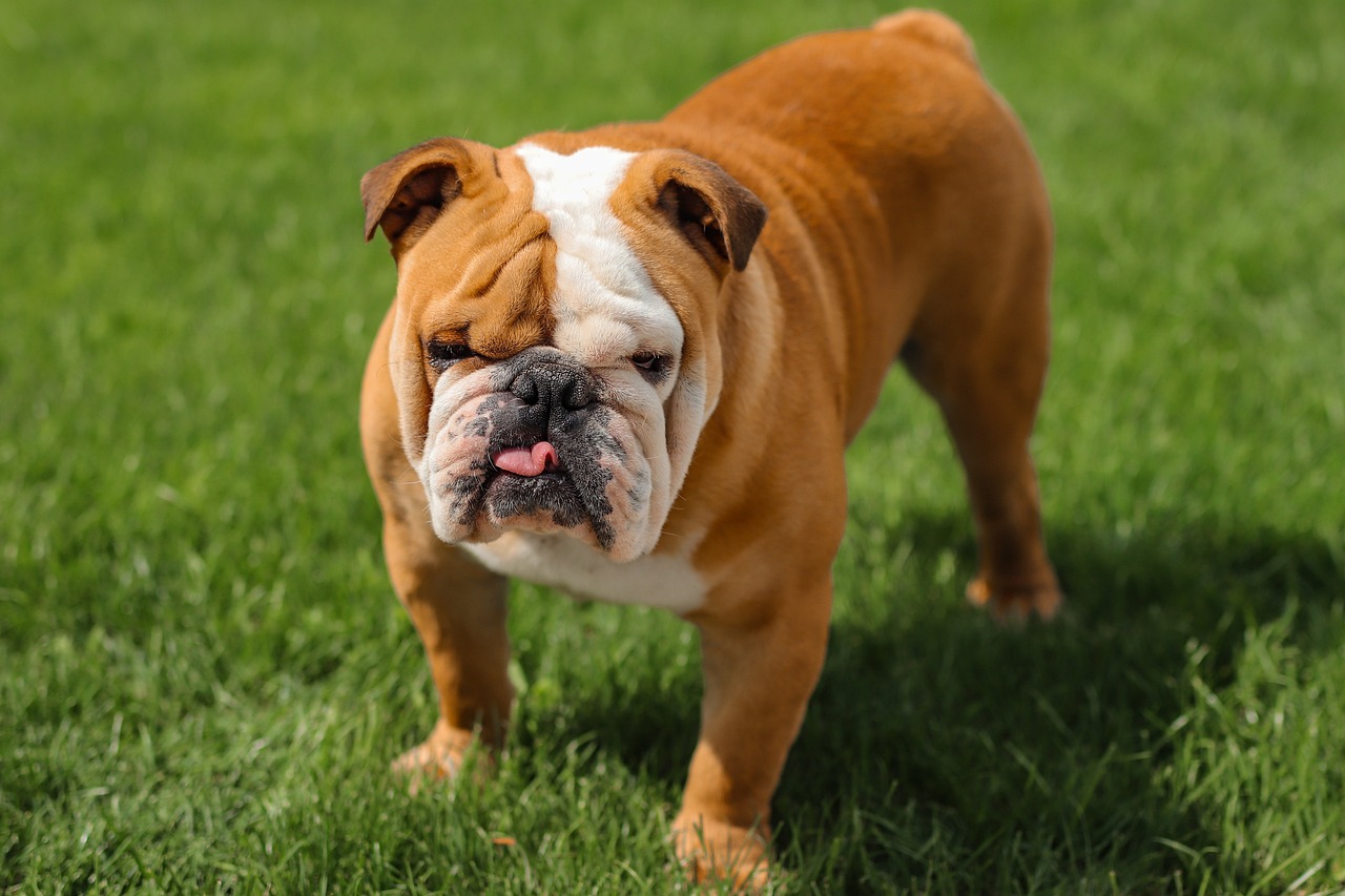 Cane di taglia piccola di 6 anni
