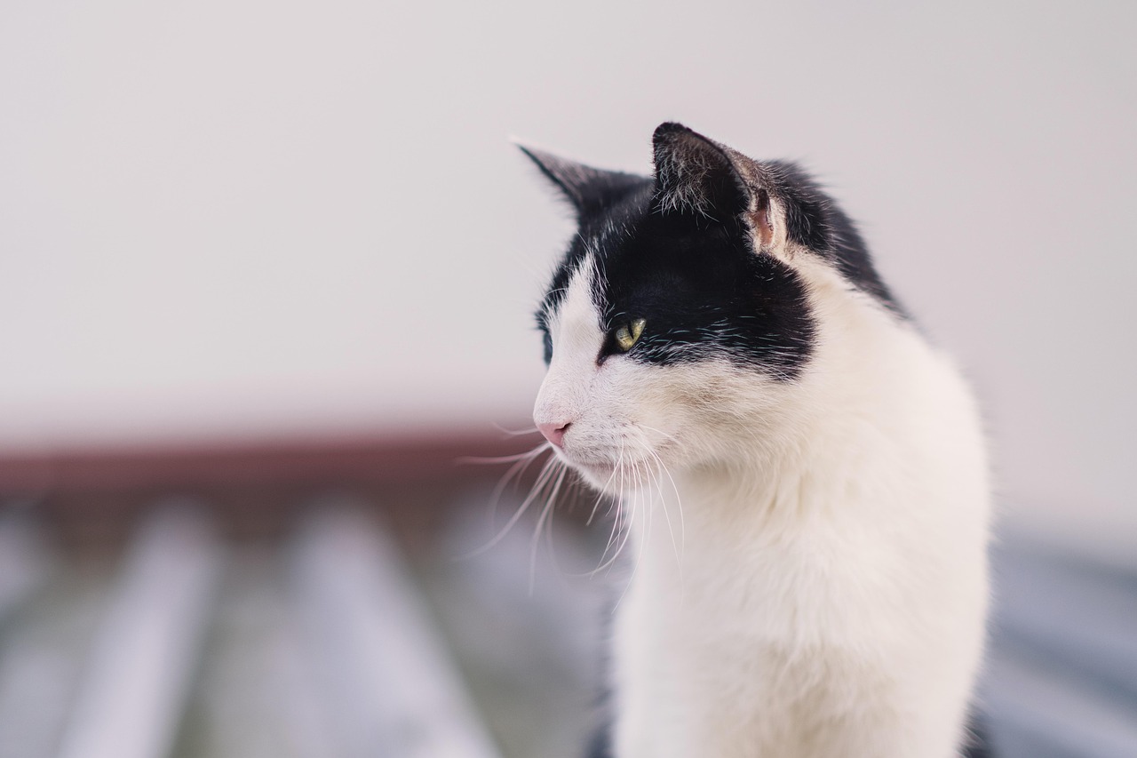 Gatto di 2 anni