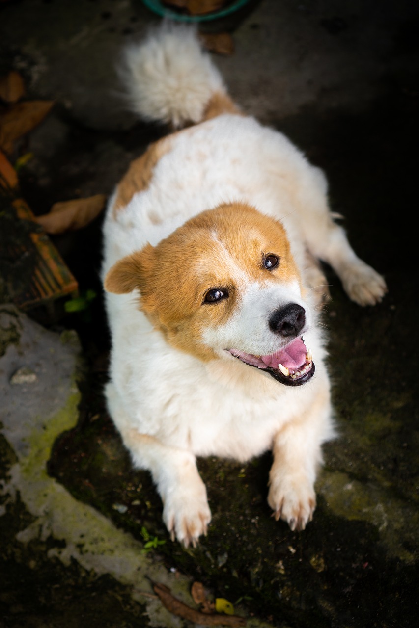 Cane di taglia piccola di 8 anni