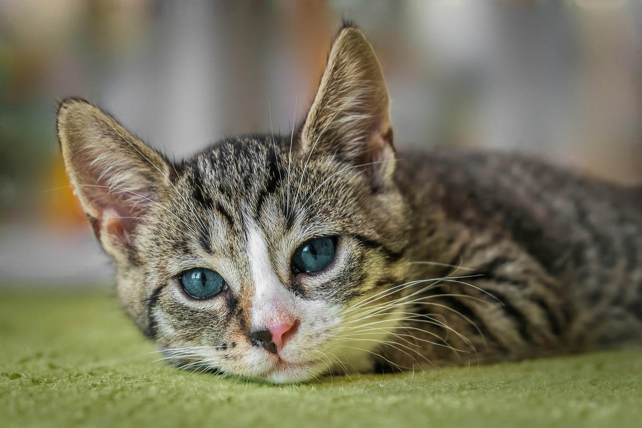 Gatto di 3 anni