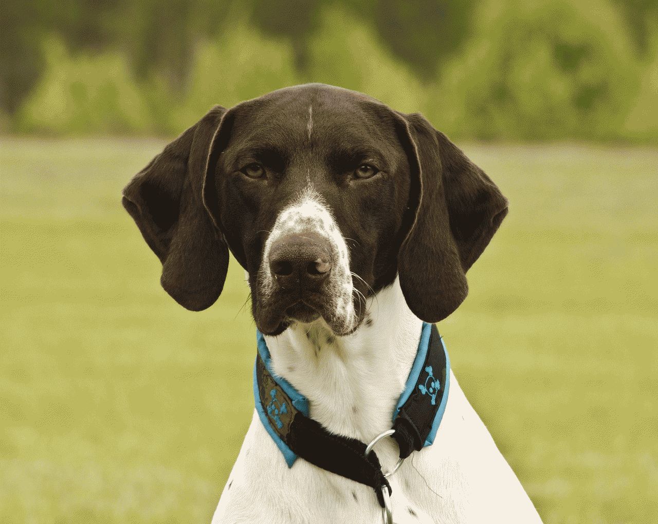 Cane di taglia grande di 4 anni