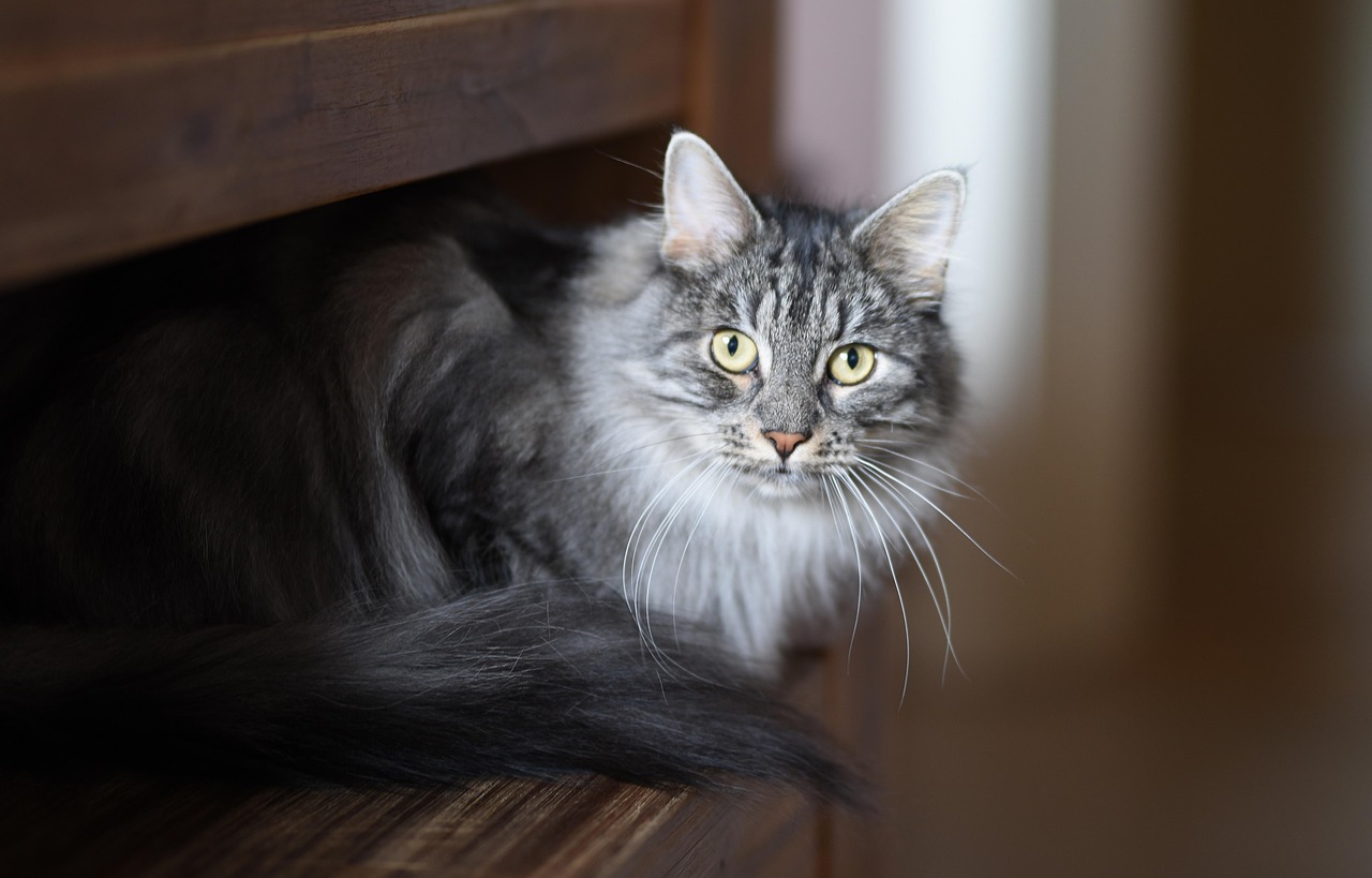 Gatto di 5 anni
